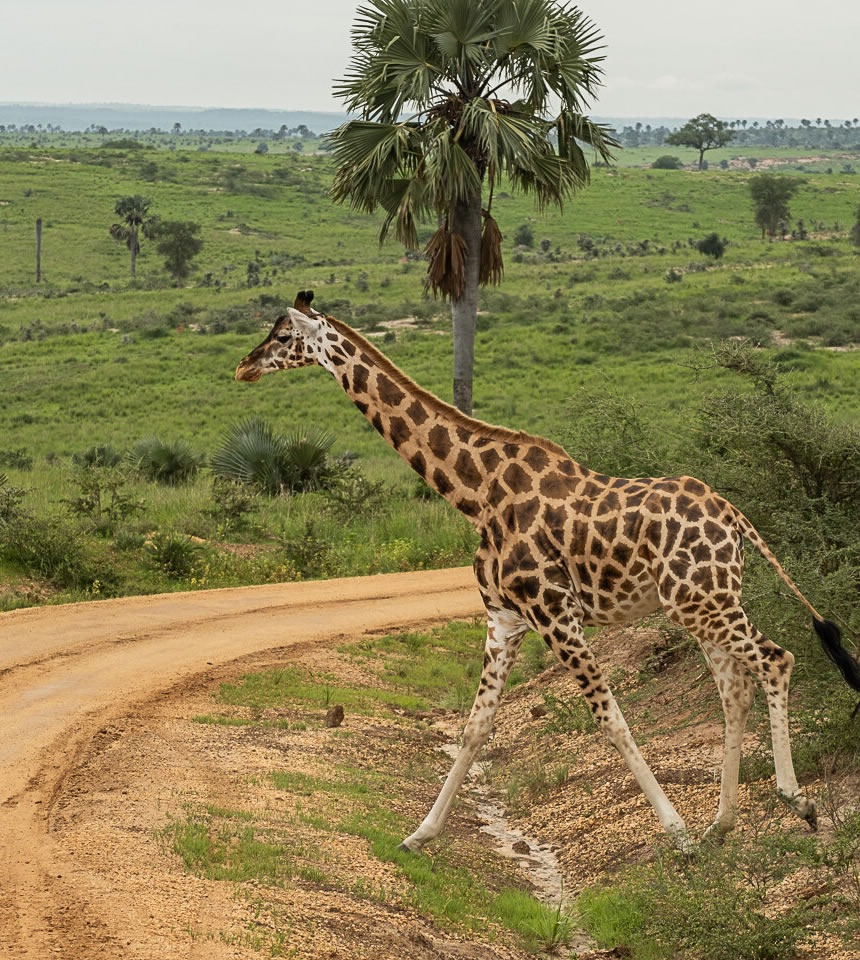 4x4 safaris and self drive in East Africa